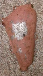 1939 1940 Ford Wire Harness Junction Cover Original Firewall Hot Rod V/8. Fixed Price $49.00.